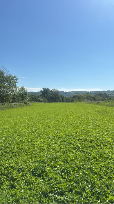 Baloți de lucernă