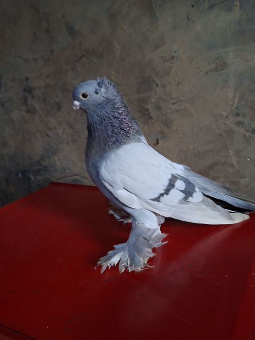 Голуби голуби голуби