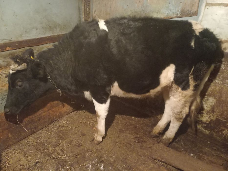 Коровы и быки продаю