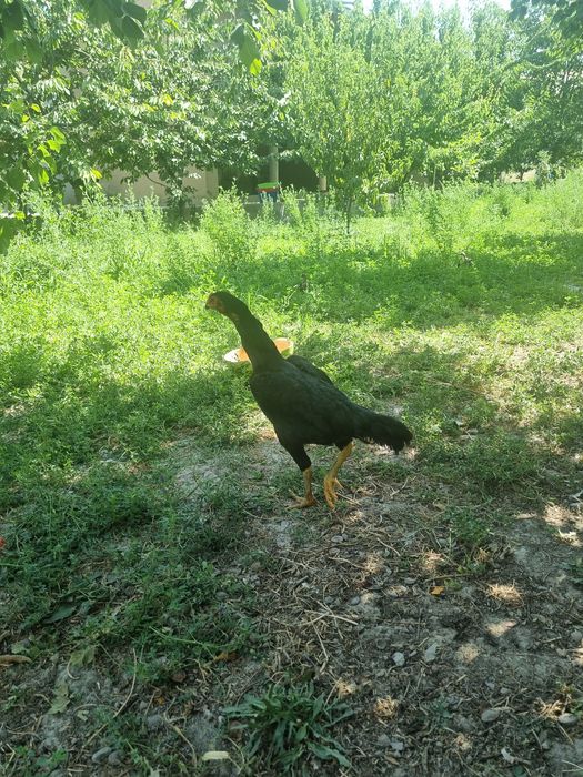 Дакан хуроз сотилади самарканд