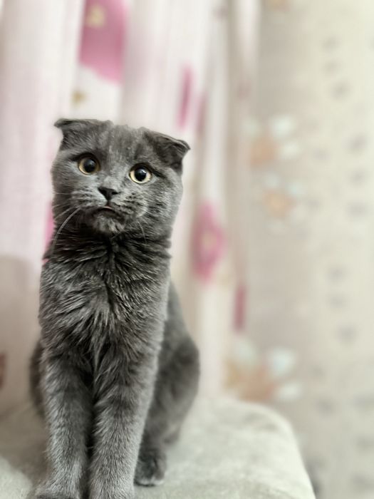 Шотландский вислоухий