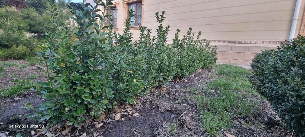 Крымская сосна, можжевельник бонсай