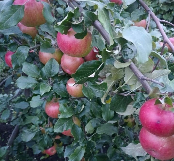 Отличная Дача с банькой