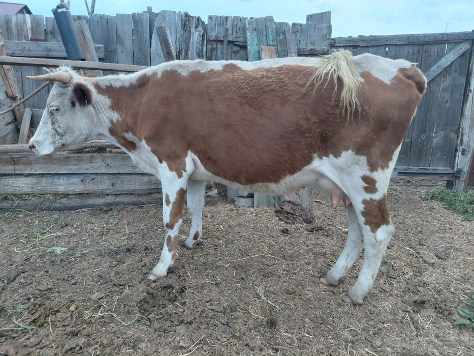 Продам корову, 4 года