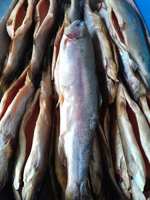 Форель Киргизия копченая