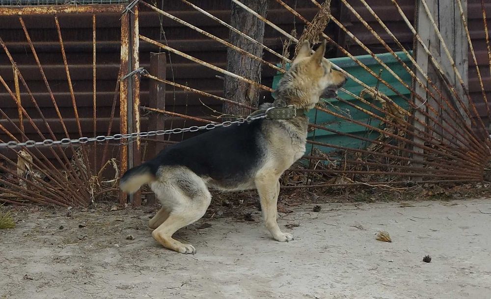 Продам восточно-европейскую овчарку