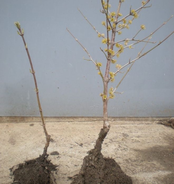 Саженцы  Кизила плодоносящие