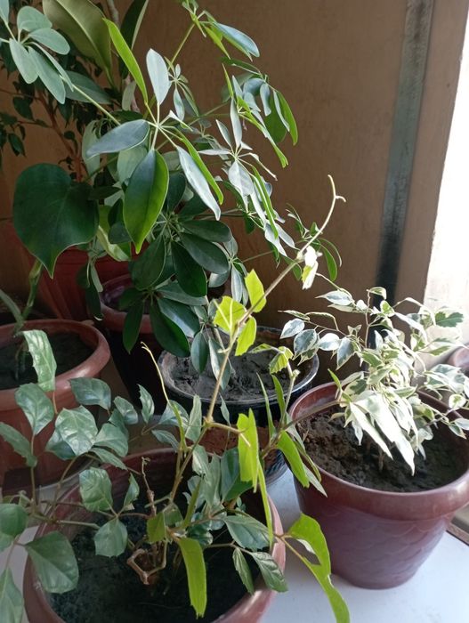 Гуллар сотилади арзон