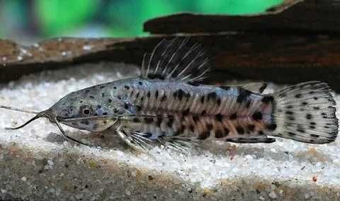 Аквариумный сом "Торакатум"