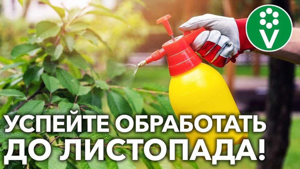 Опрыскивание сада осенью