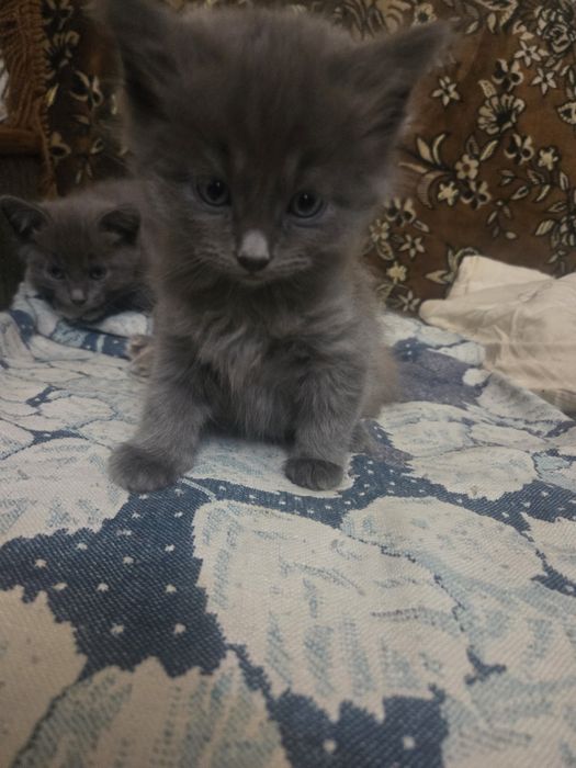Котята , 4 штуки