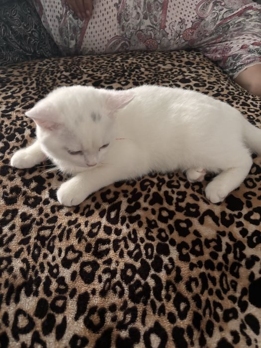 Scotish superba alba