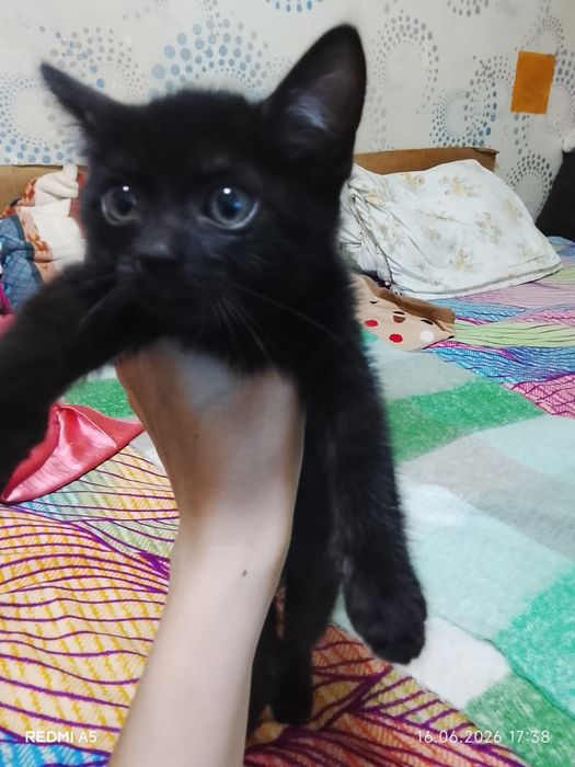 Отдам в хорошие руки котенка