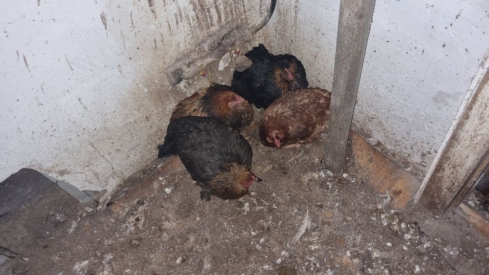 1-әтеш , 15-тауық