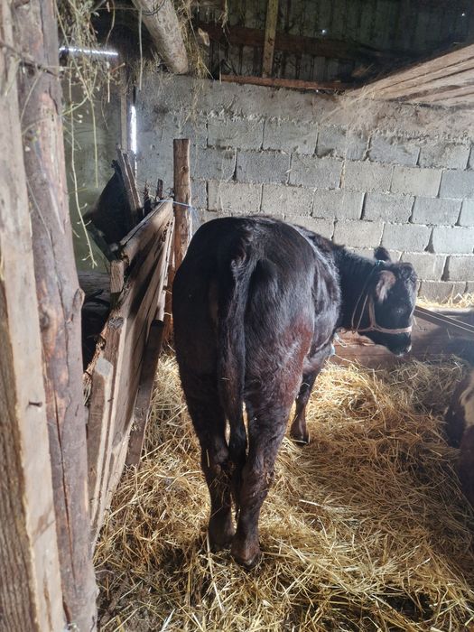 Vand 15 vitei frumosi si grasi