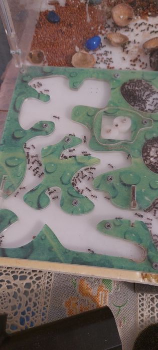 Продам муравьиную ферму, мессор структор