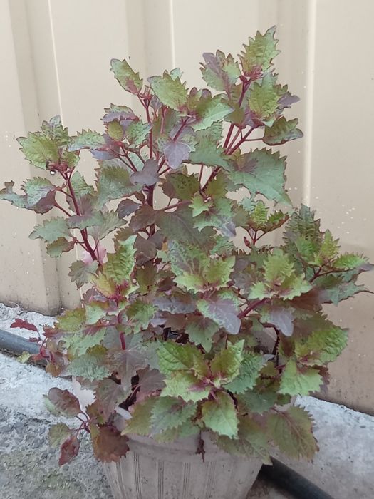 Кабинетке, үйге арналған гүл