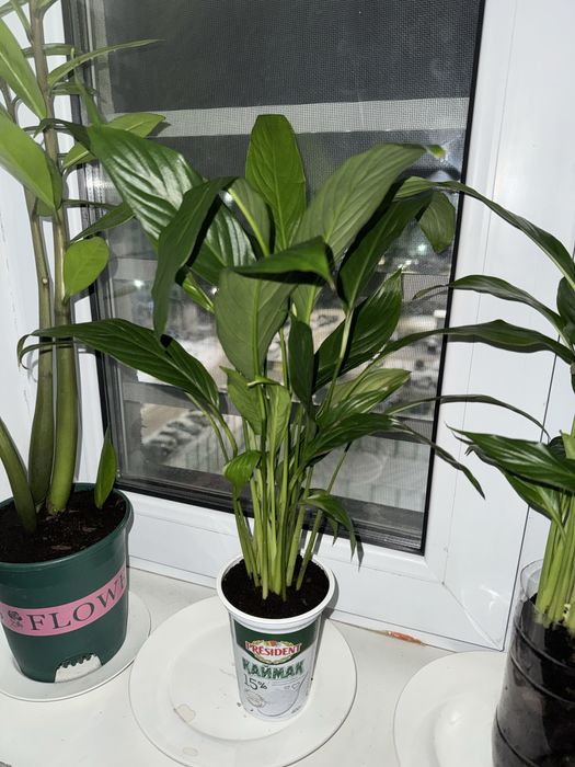 Женское счастье комнатные цветы