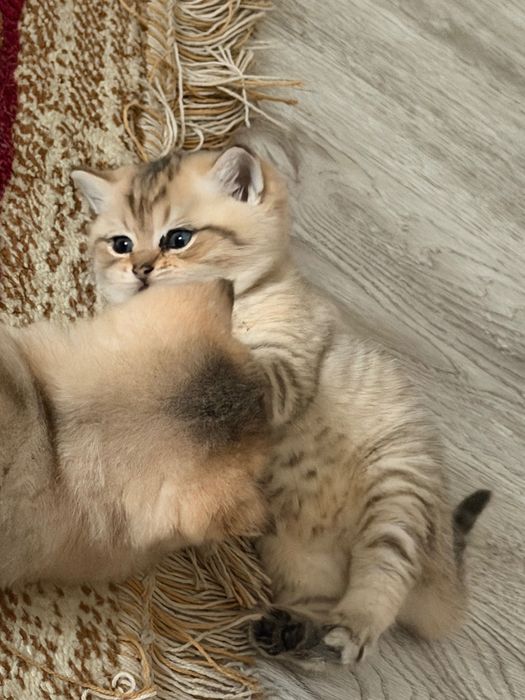 Британская шиншилла чистой породы