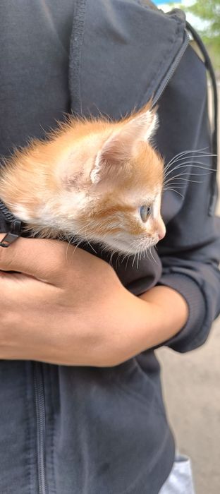 Отдам котёнка мальчик даром
