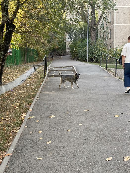 Нашли собаку, мальчик