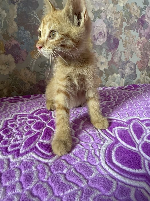 Котенка девочка в добрые руки!!!