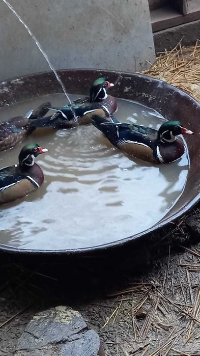 Утки порода  Каролинки