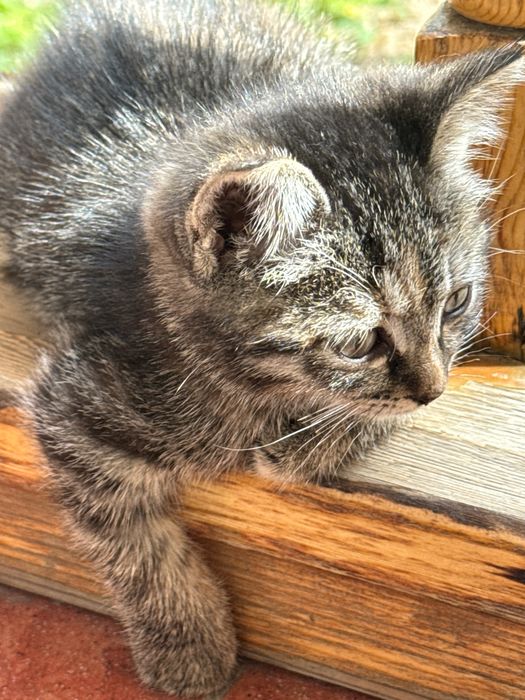 Rasim tawap turiw kerak