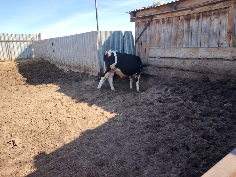 Продам быков 11 голов