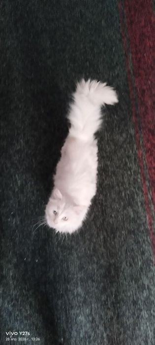 Отдам даром кошку