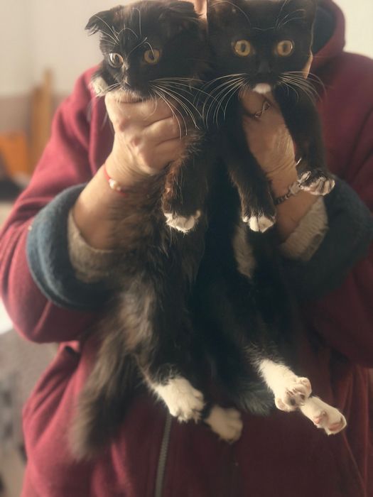 Котята в хорошие руки