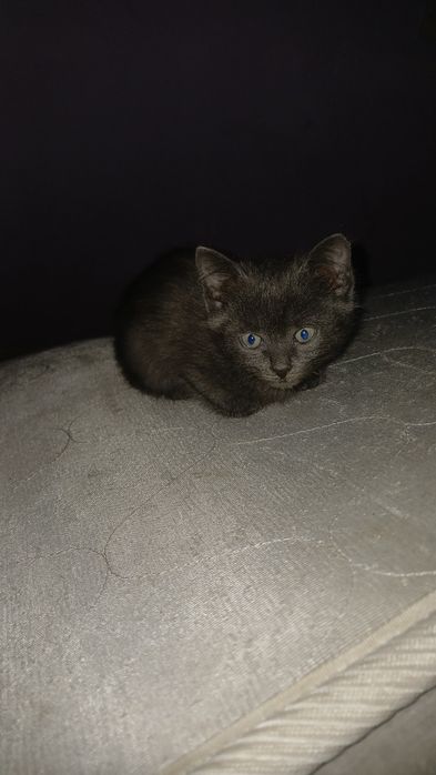 Котята бесплатно