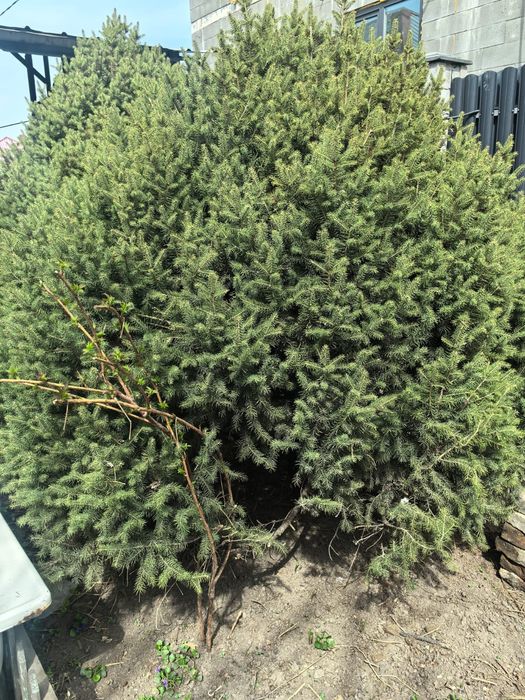 Ёлку продам   Ёлку