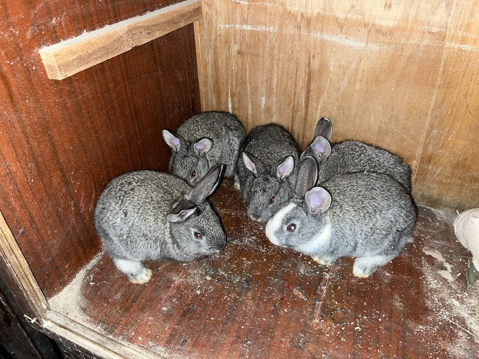 Куйон болалари сотилади