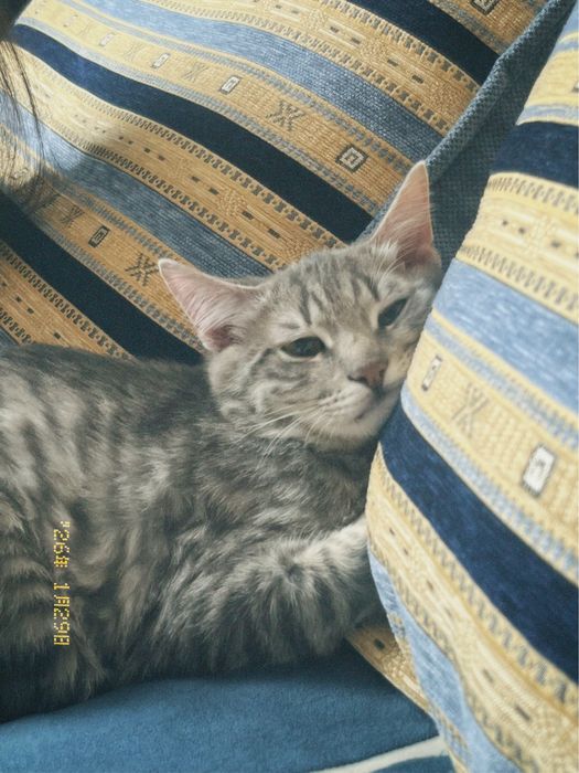 кот,бесплатно алматы