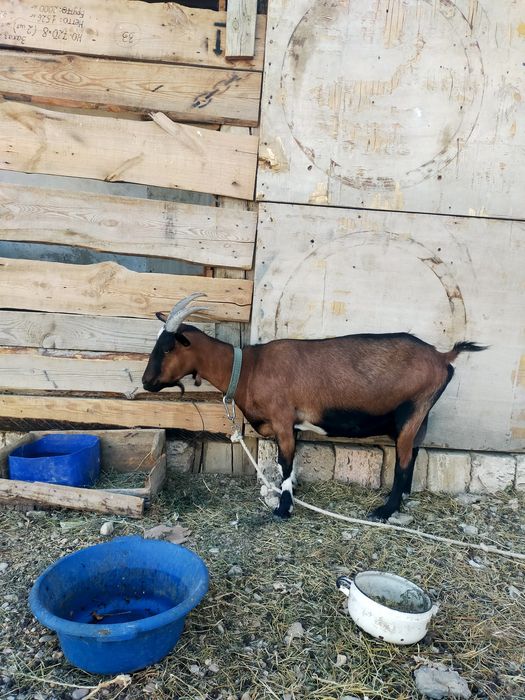 Ешкі Алпини  сұтті жакс ешкі