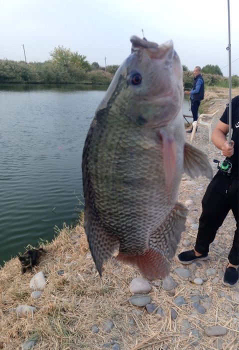 Тиляпия малек, подростки и маточные для пруда и УЗВ