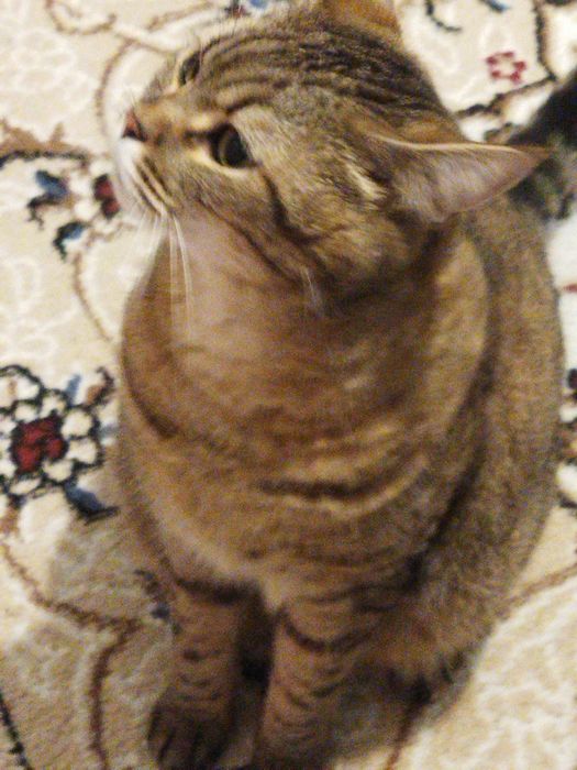 Кошка стерилизованная