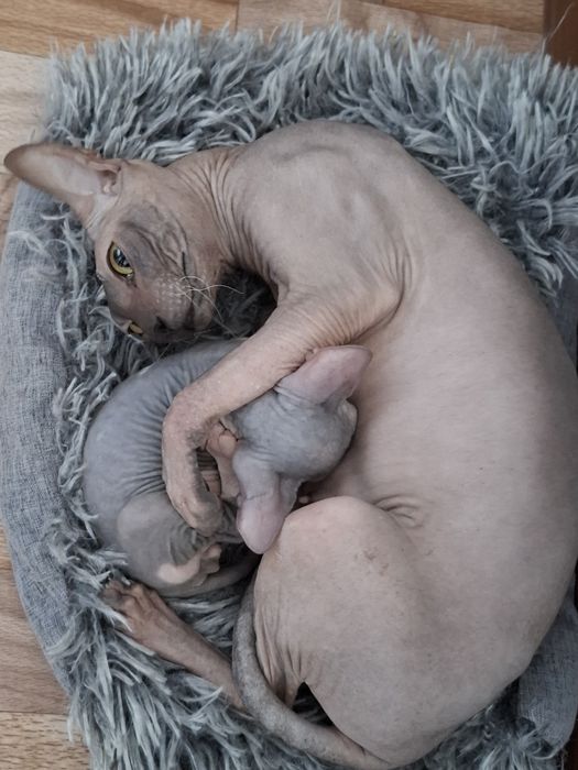 Канадские сфинксы  бронь