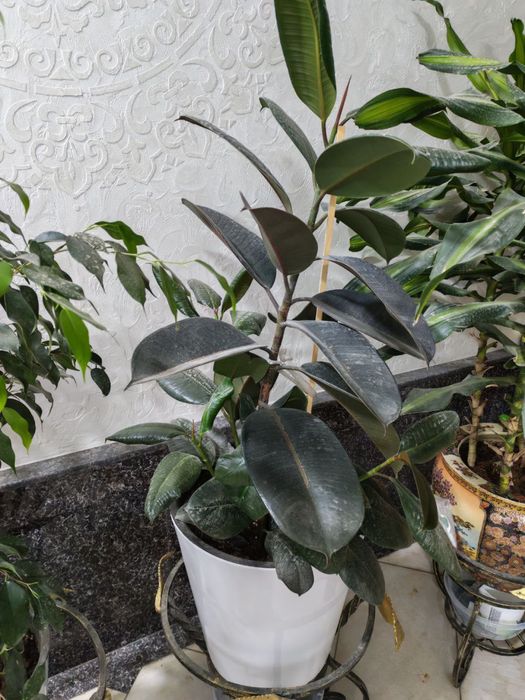 Gullar sotiladi. Hammasi sog’lom.