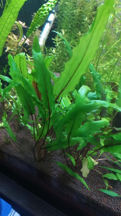 Криптокарина Вендта 1 кустик 10см 3-4 листа