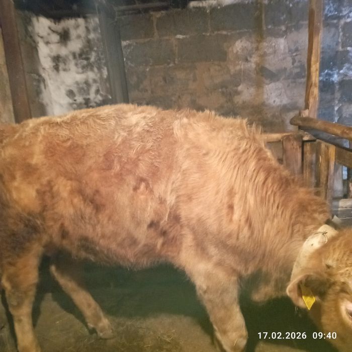 Продам двух быков!