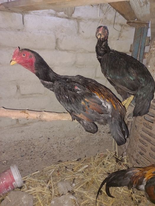 Срочно сотилади хўрозча