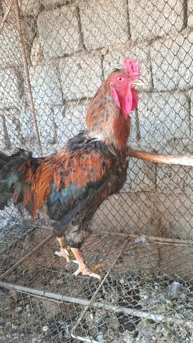 Xõroz Sotiladi Damshni Kilosi 3500