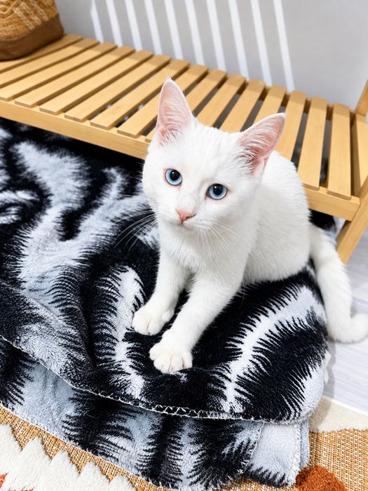 Кошка тараз Котёнок