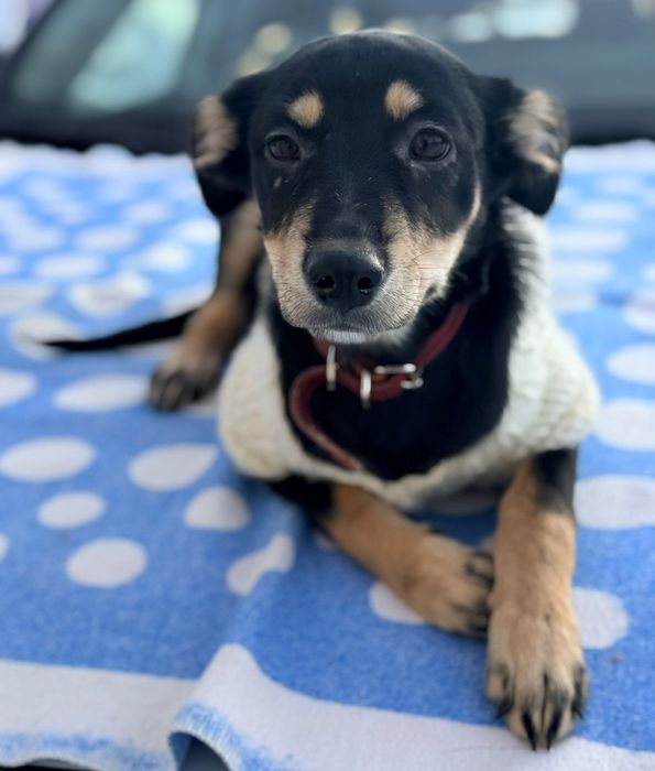 Отдам в добрые руки