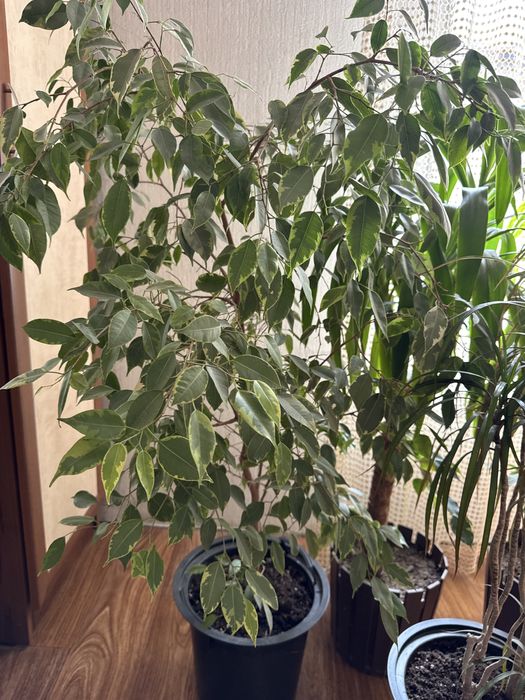 Комнатные цветы, цветы для офиса