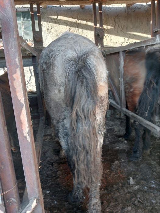 Жылкы сатам бордакы. Продам лошадь откорм