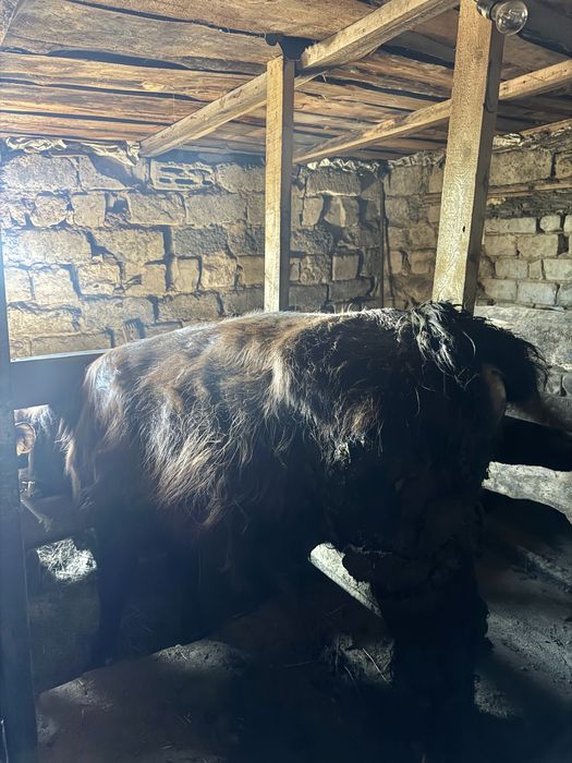 Бұқа, бычков, быка