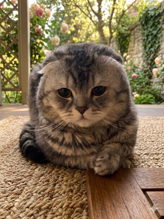 Продам Вислоухого Щотландца